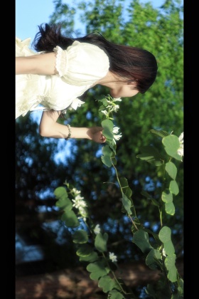 紫荆花