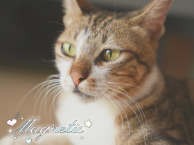 我的猫咪