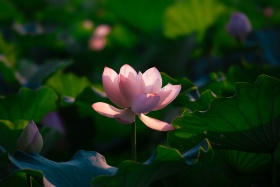 夏末荷花