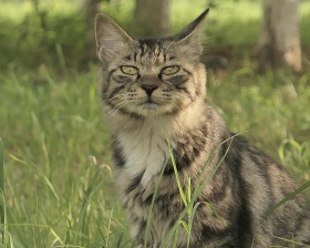 猫