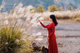 芭茅盛开