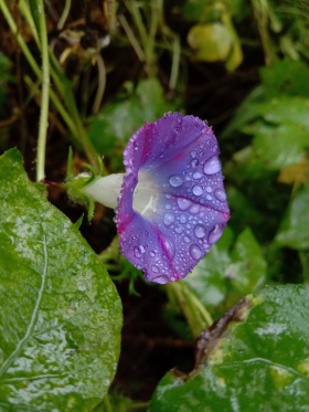雨中的喇叭花