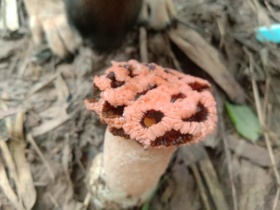 长虫菇