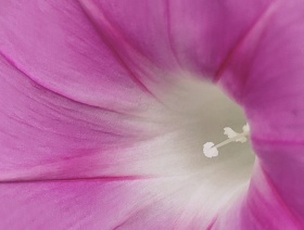 牵牛花