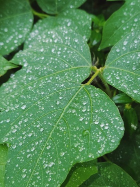 湿漉漉的雨天 万物在静默里生长
