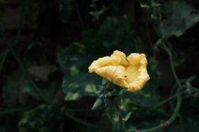 孤独的黄花