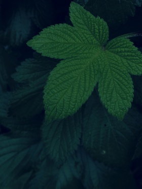 秋雨遐想