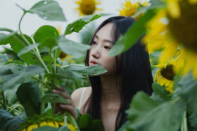 夏末的向日葵