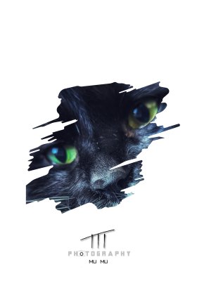 猫脸