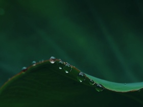 寒露雨