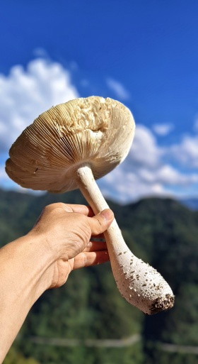 超级大菌子