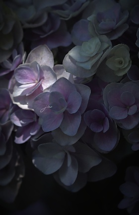 植物园，绣球花