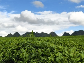 十二矛坡的茶场