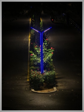 小王子的玫瑰花