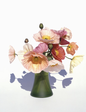 日本摄影师 上田义彦