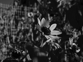 凋零的葵花（黑白）