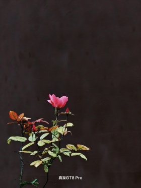 我的摄影日记｜立冬