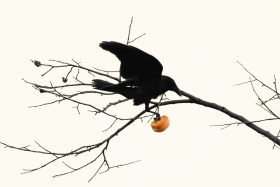 黑羽衔柿