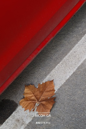 与光同行｜弥漫之森