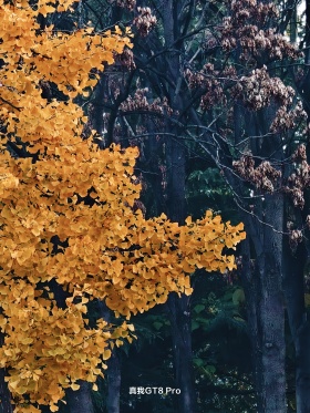 与光同行｜深秋的色彩