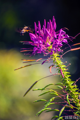 秋韵2025-醉蝶花