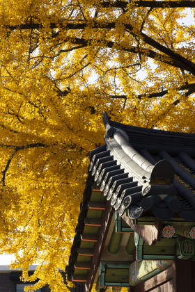 251115 韩国·首尔·昌德宫