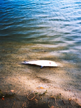 梦核·梦回千禧年