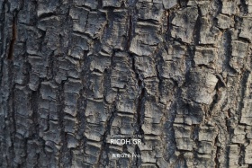 与光同行｜冬日随记