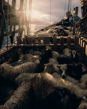 法罗群岛上的牧羊人