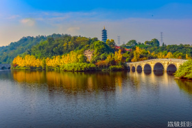 重庆园博园-杏叶黄