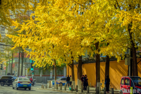 2025银杏季-归元禅寺