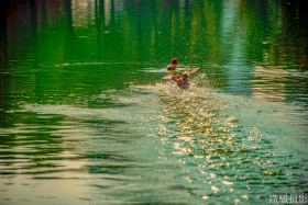 鸳鸯戏水