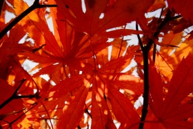 秋已至，情未满