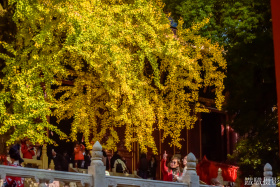 2025银杏季-宝通禅寺