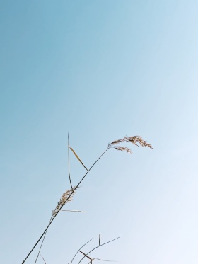 我的摄影日记｜风中的诗