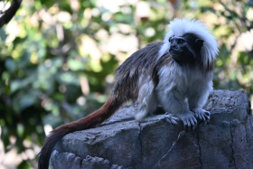 上海野生动物园