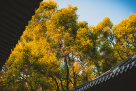 又到了这个季节