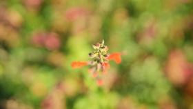 落叶惊秋 繁花盛开