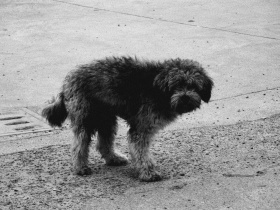 废片·国产森山