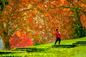 2025红叶季-汉口解放公园