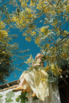 赴一场与金合欢的冬日之约