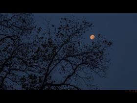 这场深秋终于从诗句外落了下去。