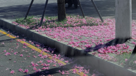 深圳的冬至是粉色的…