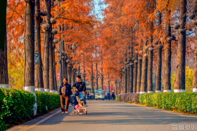 2025红叶季-东湖绿道
