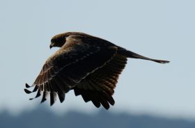 猛禽之昆明滇池