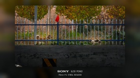 《栏边犬猫对望》