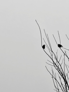 我的摄影日记｜寒雀