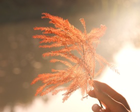 叶子红了，遇见你