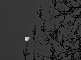 我的摄影日记｜望月