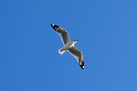 去洱海边整点饵块
